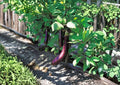 Long Purple Eggplant Seeds - Heirloom Slender Violet Vegetable, 100 Seeds, Solanum melongena