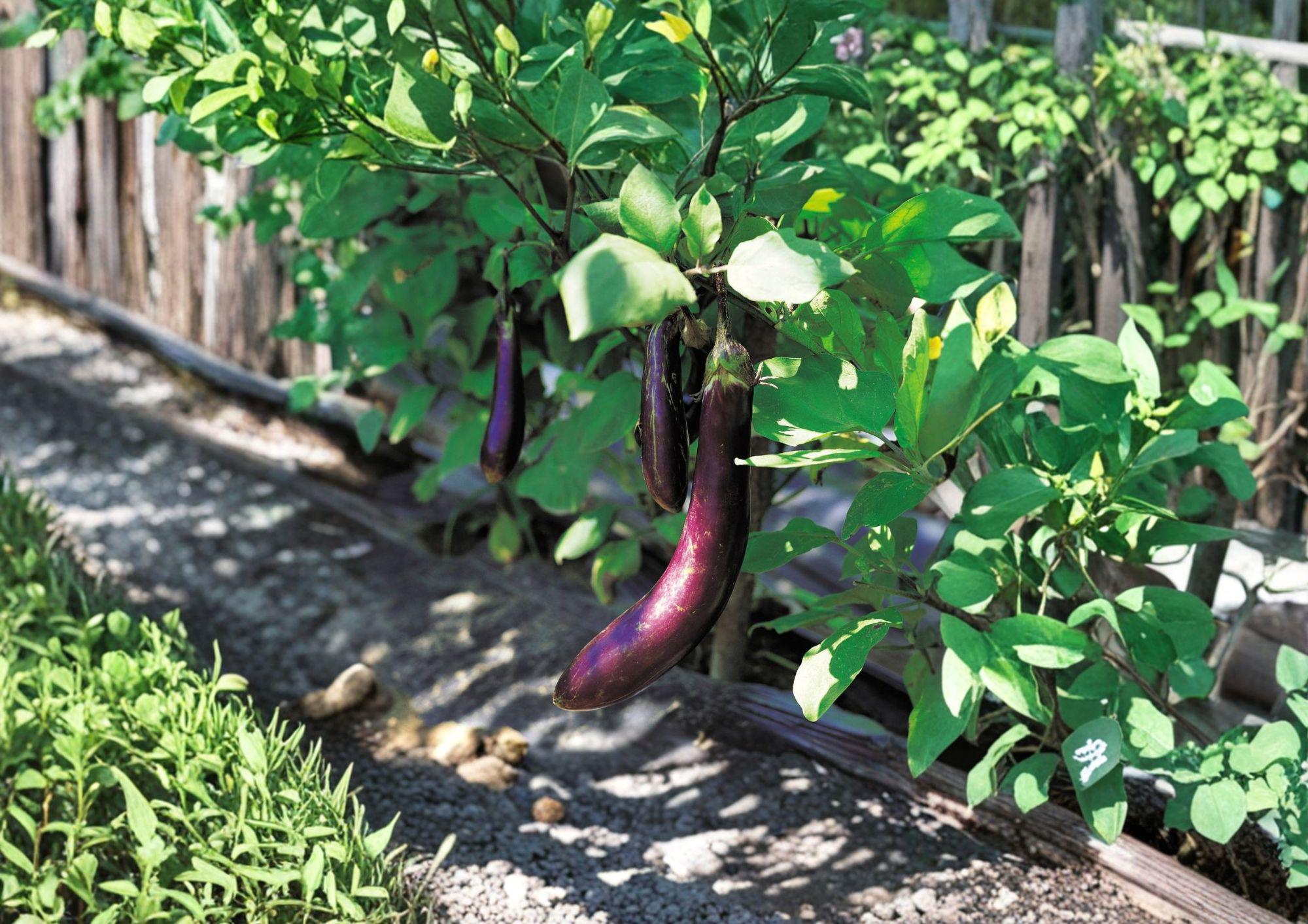 Long Purple Eggplant Seeds - Heirloom Slender Violet Vegetable, 100 Seeds, Solanum melongena