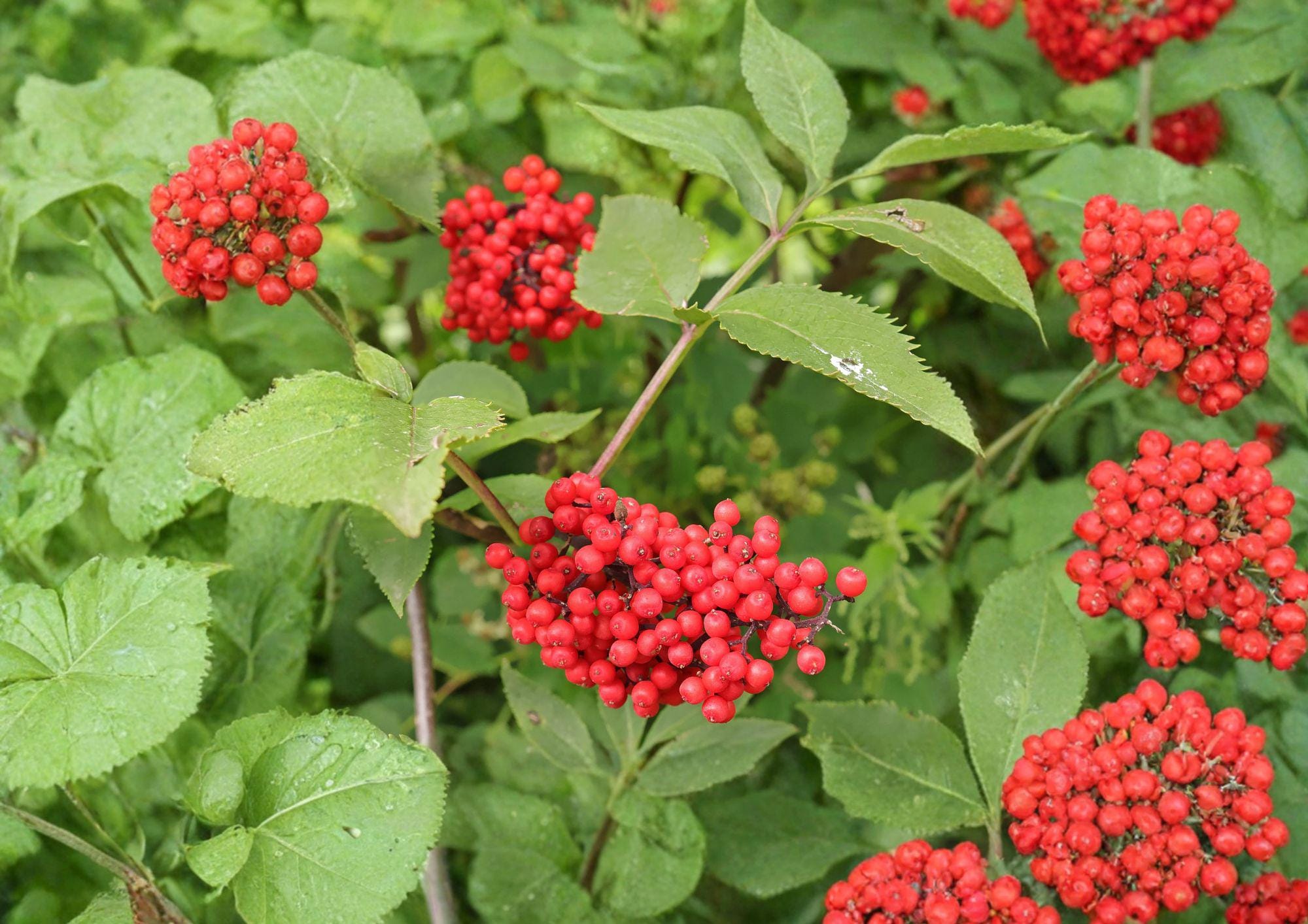 Red Elderberry Seeds – Hardy Shrub with White Flowers & Red Berries, Sambucus racemosa, Wildlife Garden Plant, Ornamental Shrub