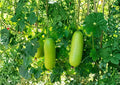 Wax Gourd Winter Melon Seeds, Large Green Fruit, Climbing Vine, Momordica charantia