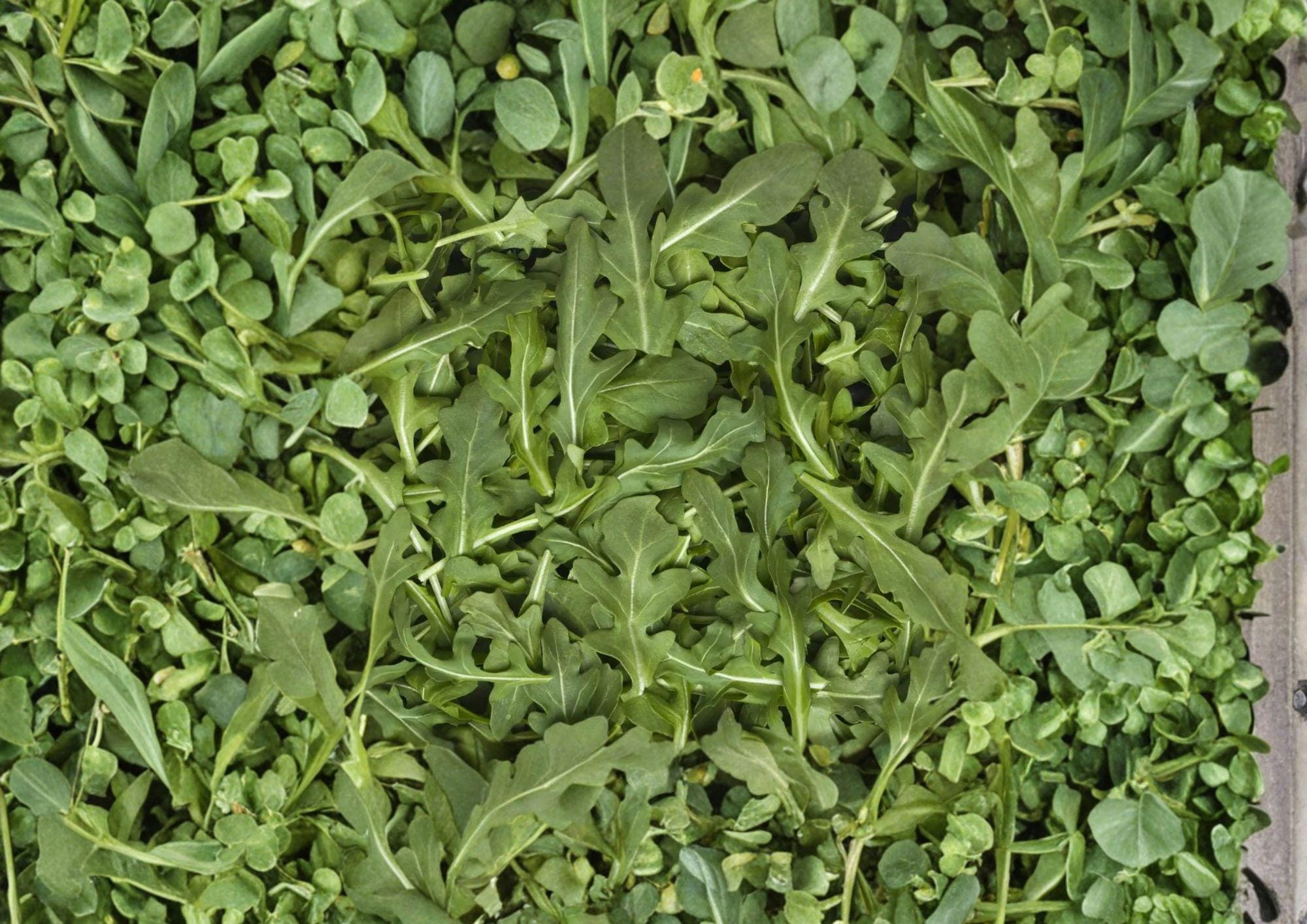 Arugula Herb Seeds - 500 Heirloom Rocket Salad Greens, Peppery Flavor, Fast-Growing Leafy Herb, Cool-Season Garden Seeds