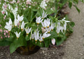 Midland Shooting Star Seeds – Native Pink Wildflower for Woodland Gardens – Dodecatheon meadia, Pollinator Attracting Perennial