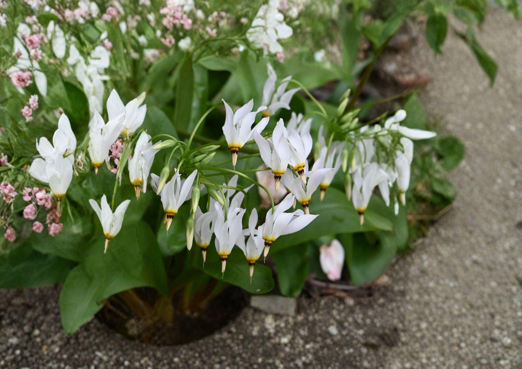 Midland Shooting Star Seeds – Native Pink Wildflower for Woodland Gardens – Dodecatheon meadia, Pollinator Attracting Perennial