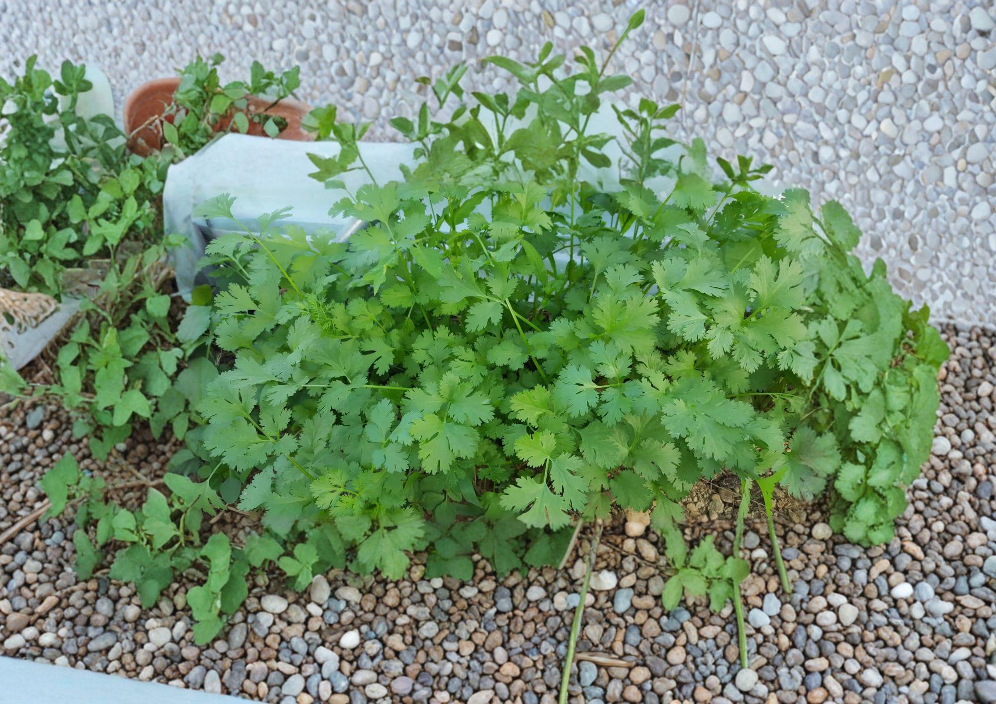 Cilantro Seeds, Slow-Bolt Coriander, Aromatic Herb for Culinary Use, 100 Seeds
