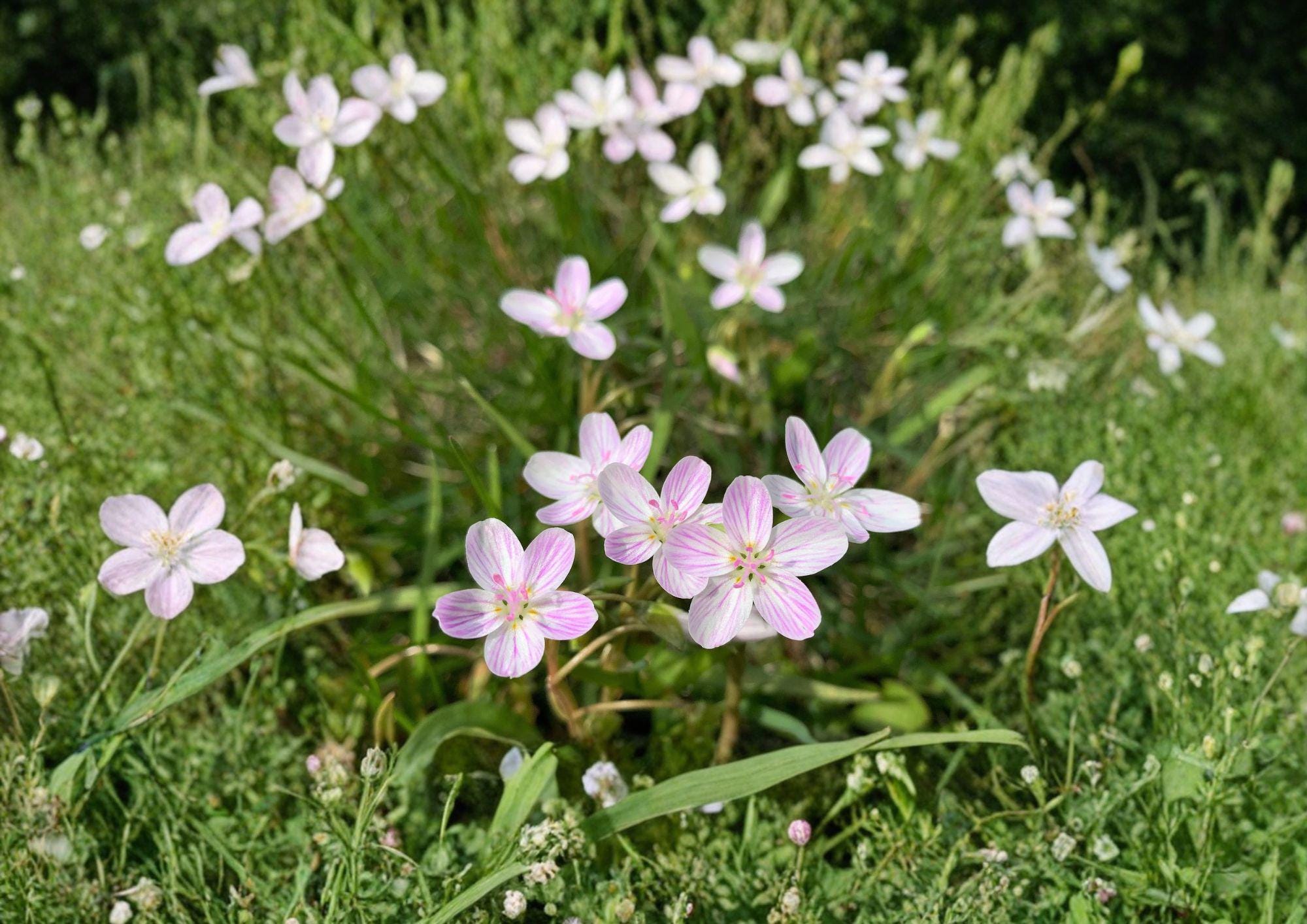 Claytonia Virginica Seeds – Spring Beauty Wildflower, Pink Striped Blooms, Native Woodland Perennial, Early Pollinator Attractant