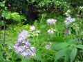 Virginia Waterleaf Seeds – Native Woodland Perennial for Shade Gardens – Hydrophyllum virginianum