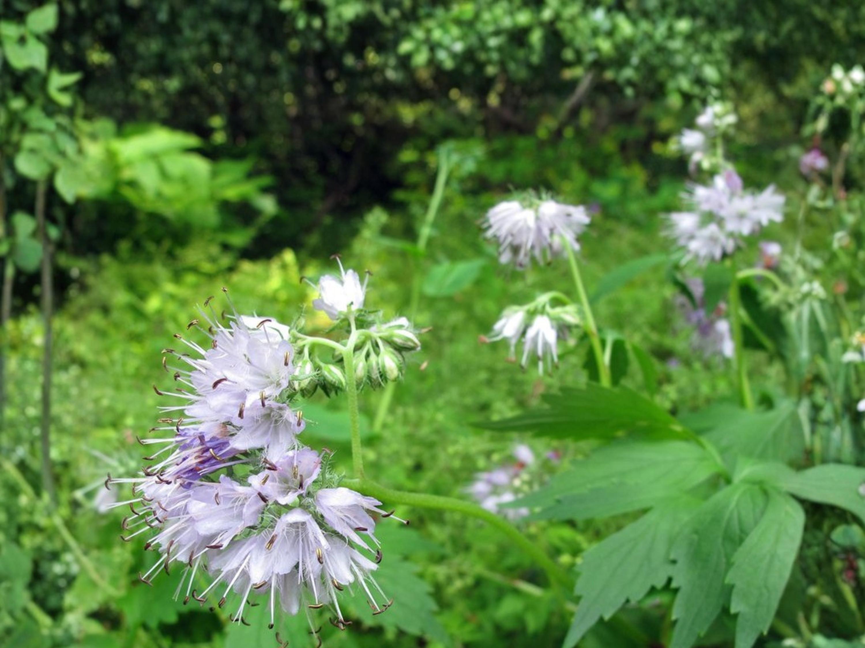 Virginia Waterleaf Seeds – Native Woodland Perennial for Shade Gardens – Hydrophyllum virginianum