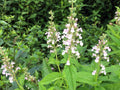 Teucrium canadense Seeds – American Germander Native Perennial for Pollinator Gardens, Prairie, Rain Gardens, 40 Seeds