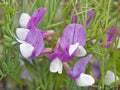 Vicia americana Seeds – Native American Vetch Wildflower – Purple Prairie Legume for Pollinators & Native Gardens