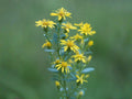 Solidago ulmifolia Seeds – Elmleaf Goldenrod Native Perennial for Pollinator Gardens, Fall Bloom, Bright Yellow Flowers