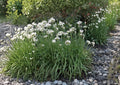 Garlic Chives Herb Seeds 100 Allium tuberosum Perennial Culinary Garden Plant, Aromatic Green Foliage, White Flowers
