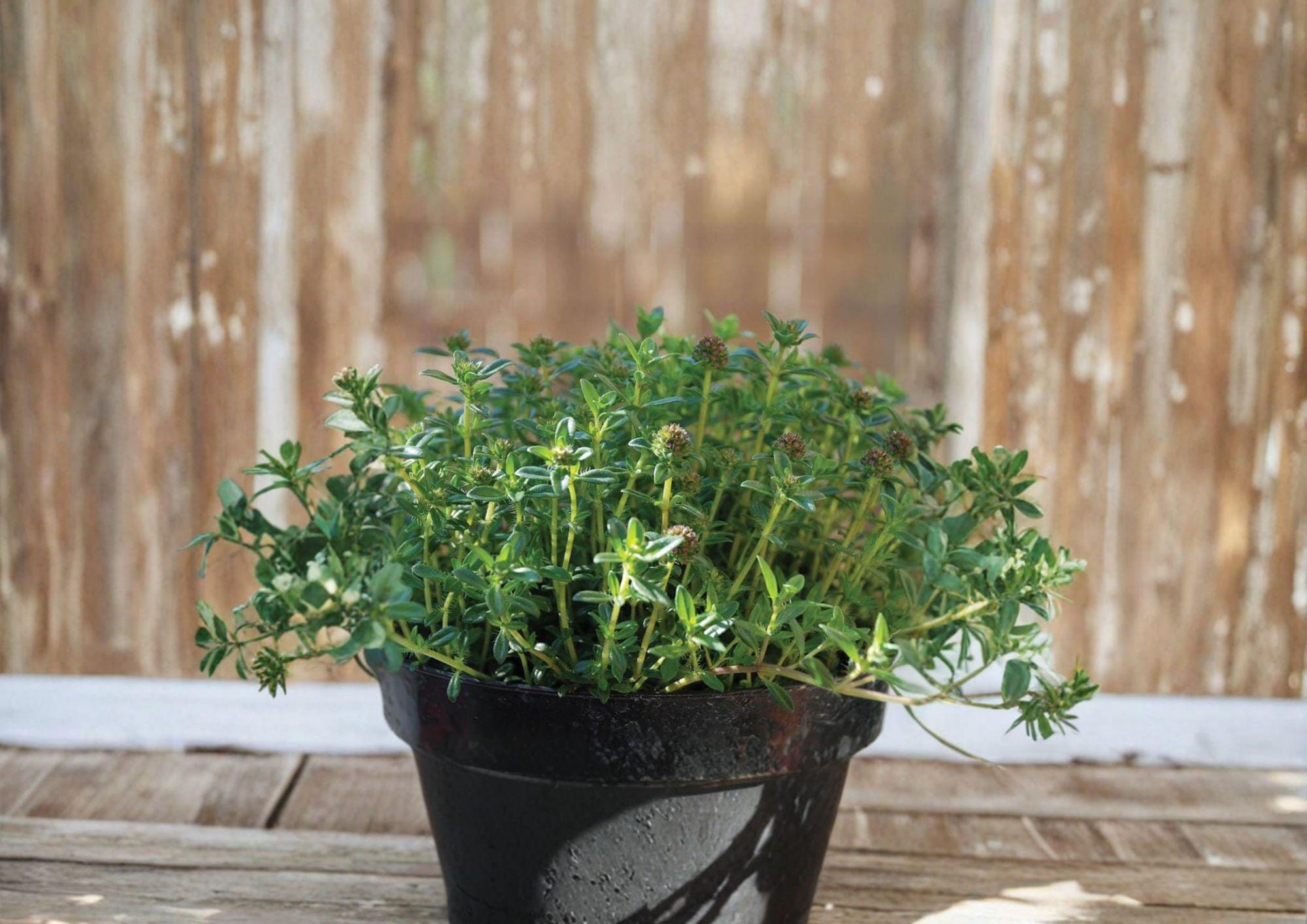 Summer Savory Herb Seeds – Aromatic Culinary Annual for Garden & Containers, 500 Seeds, Thymus vulgaris