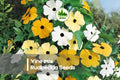 Vine Mix Rudbeckia Seeds, Colorful Daisy-Like Blooms, Rudbeckia hirta, 200 Seeds for Borders, Pollinator Gardens & Summer Displays