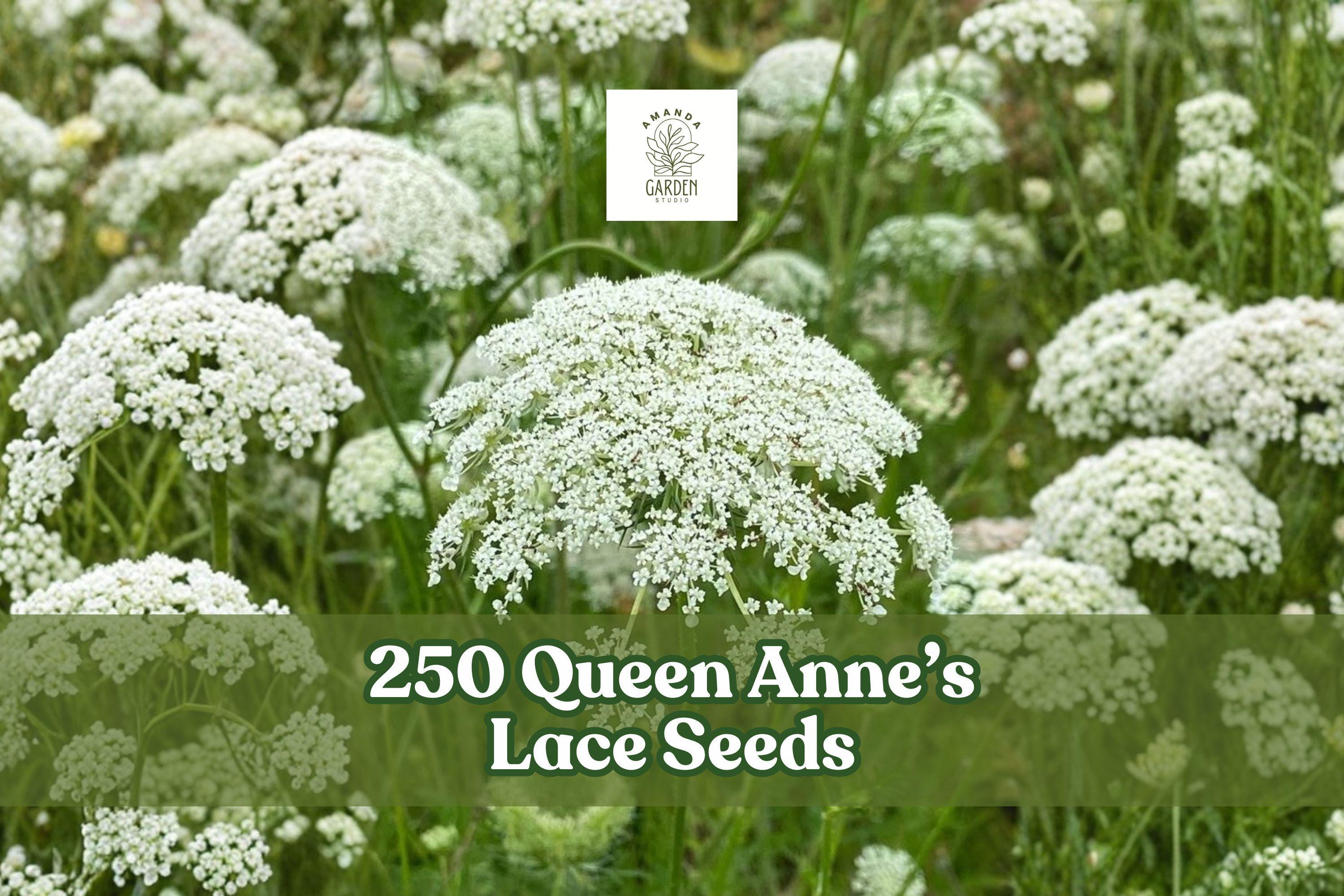 Queen Anne’s Lace Seeds – Daucus carota Wildflower – 250 White Lacy Flower Seeds for Garden Beds & Naturalized Areas