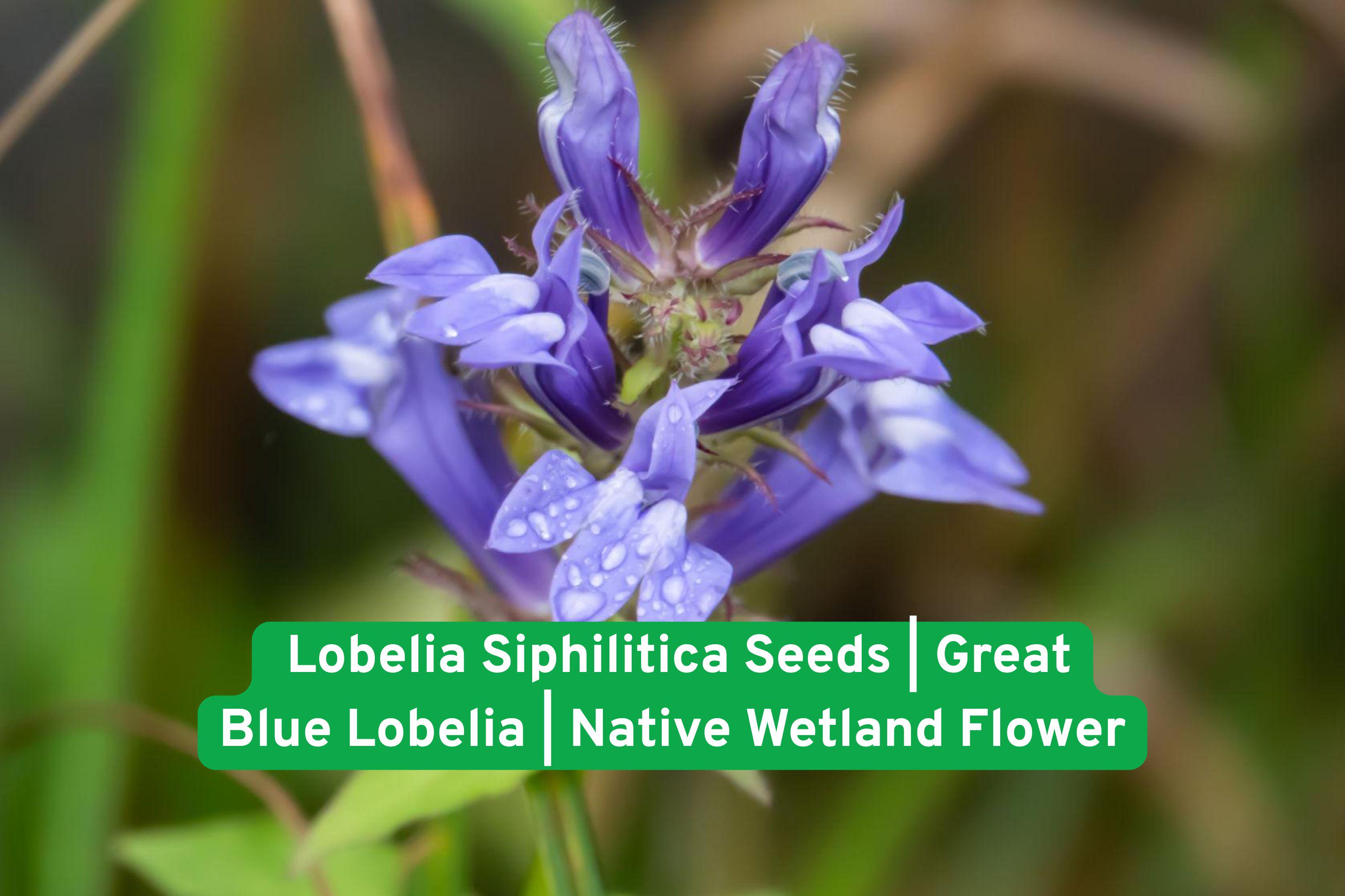 Lobelia Siphilitica Seeds – Native Blue Wetland Wildflower for Pollinator Gardens & Rain Gardens
