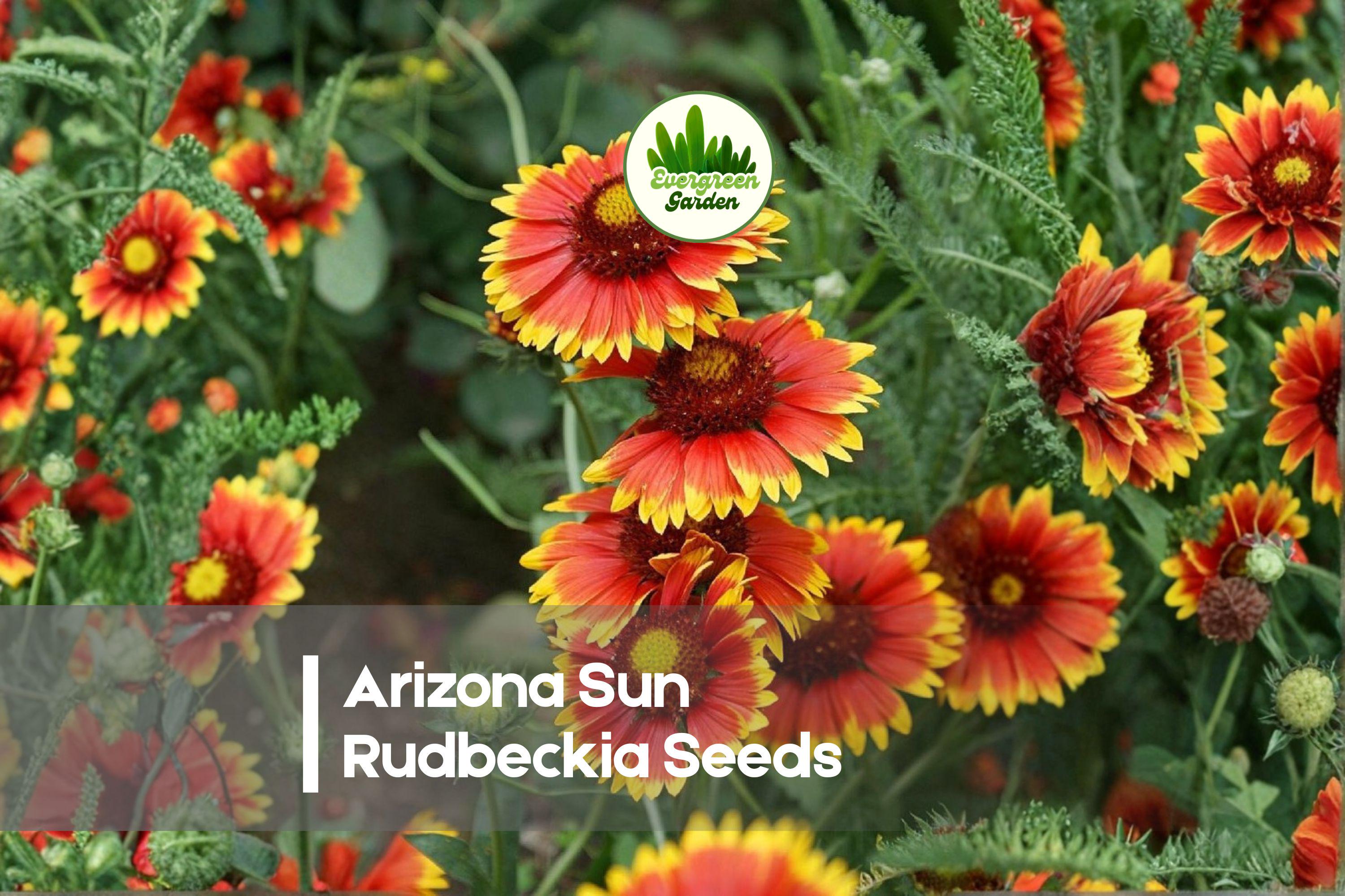 Arizona Sun Rudbeckia Seeds – 200 Bi-Color Red and Yellow Blooms, Rudbeckia hirta, Bright Summer Flower Seeds