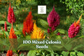 100 Mixed Celosia Seeds – Pampas Plume, Vibrant Feathery Flowering Annual, Celosia argentea