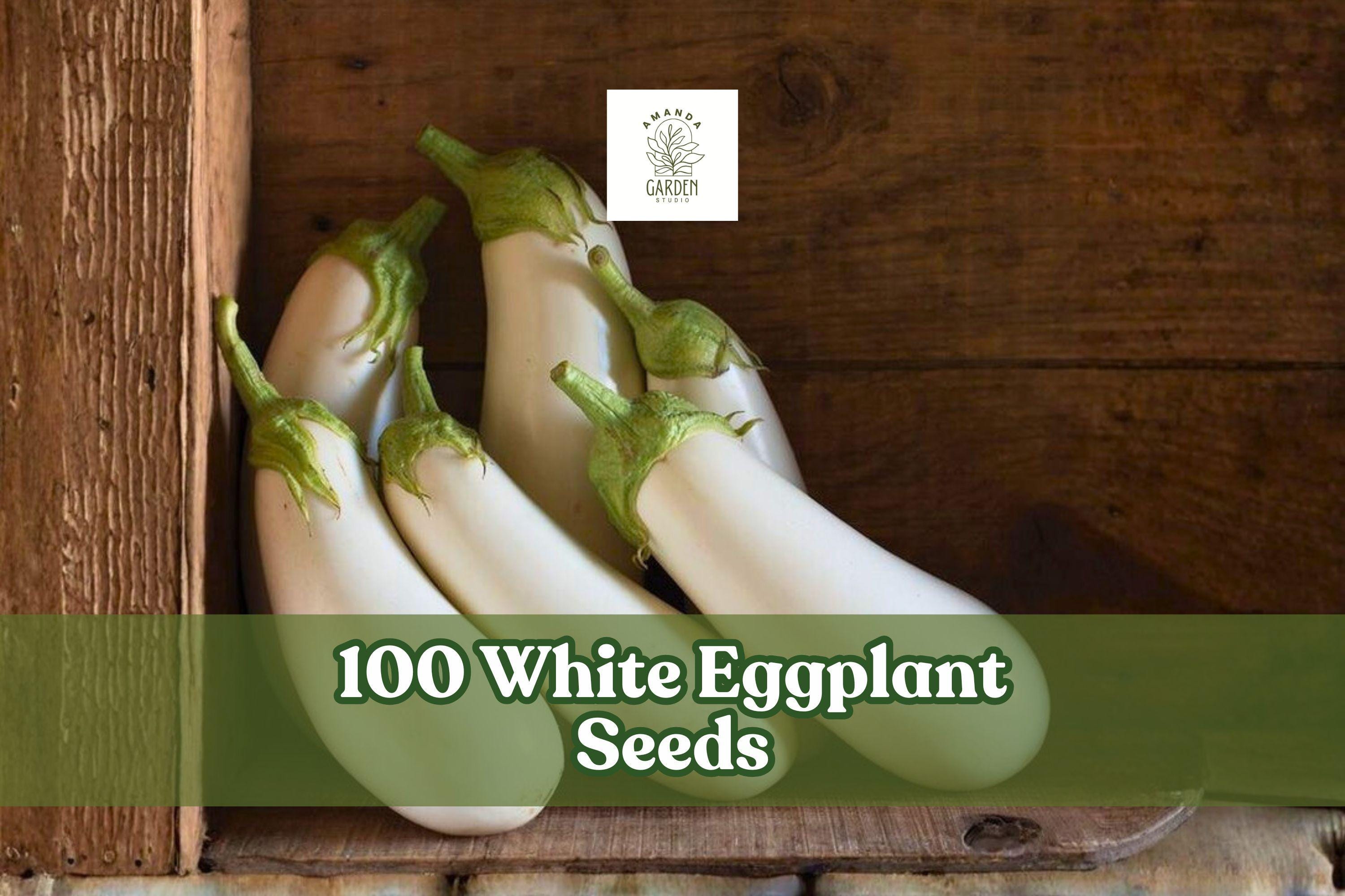 White Eggplant Seeds – 100 Pack, Solanum melongena, White Fruit, Full Sun, 70 Days to Maturity