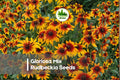 Gloriosa Mix Rudbeckia Seeds – Bright Yellow, Orange, Red, Bronze Daisy Flowers – Rudbeckia hirta, 200 Seeds