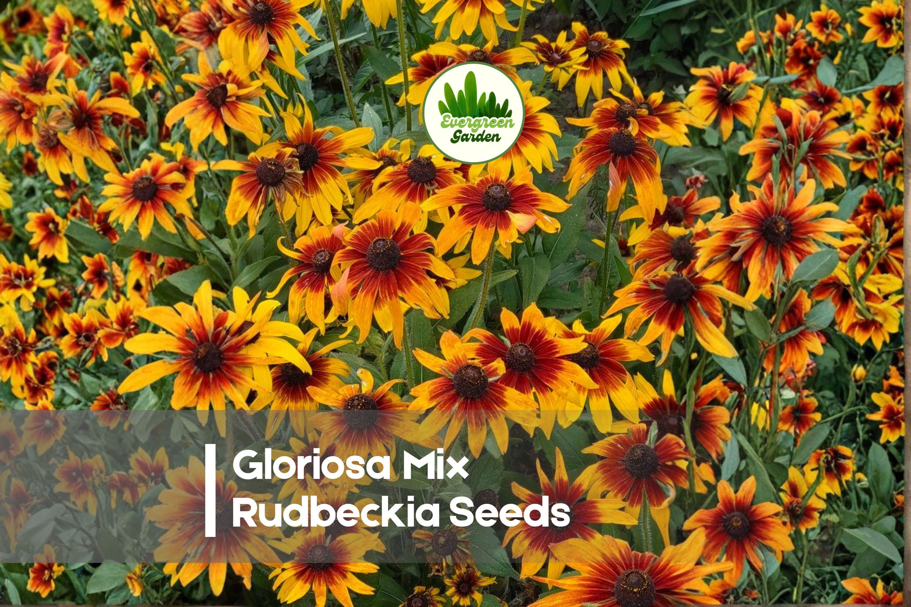 Gloriosa Mix Rudbeckia Seeds – Bright Yellow, Orange, Red, Bronze Daisy Flowers – Rudbeckia hirta, 200 Seeds