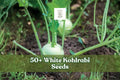 50+ White Kohlrabi Seeds – Beas Variety, Brassica oleracea, Cool-Season Vegetable for Garden Beds and Raised Beds