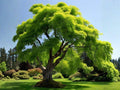 Acer Grosseri Seeds – Rare Green Barked Chinese Maple Tree – Ornamental Bonsai & Landscape Tree Seeds