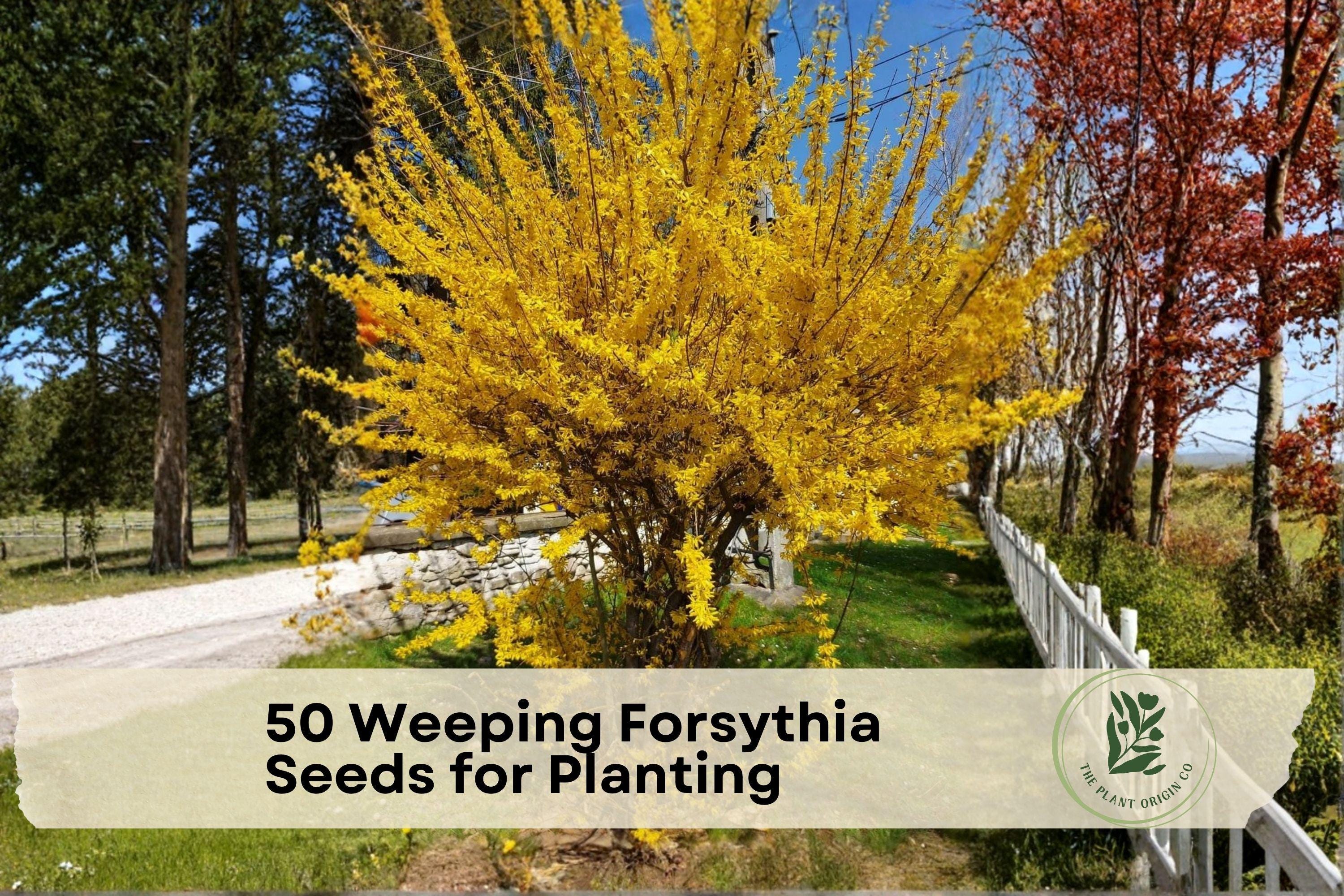 50 Weeping Forsythia Seeds for Planting - Ornamental Shrub with Bright Yellow Flowers, Forsythia suspensa