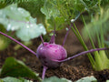 Purple Vienna Kohlrabi Seeds – Heirloom Vegetable, Sweet Garden Bulb, Edible Root, Organic, Cool-Season Crop