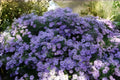 Aromatic Aster Seeds 100 Pack, Native Symphyotrichum oblongifolium, Fragrant Foliage, Vibrant Purple-Blue Flowers, Fall Garden Pollinator Plant