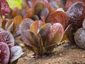 Rouge De Hiver Red Romaine Lettuce Seeds – Heirloom, Cold Tolerant, Crisp Green Hearts, Lactuca sativa, 1000 Seeds