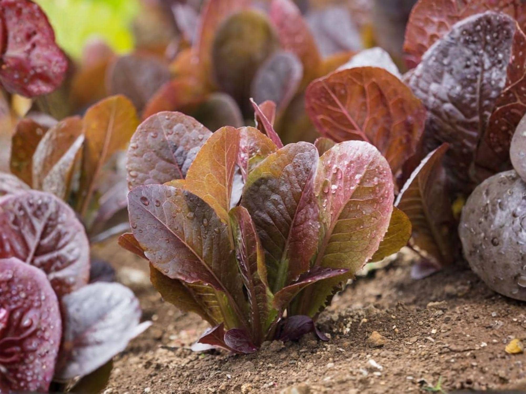 Rouge De Hiver Red Romaine Lettuce Seeds – Heirloom, Cold Tolerant, Crisp Green Hearts, Lactuca sativa, 1000 Seeds