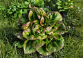 Bronze Mignonette Lettuce Seeds | Heirloom Butterhead Variety for Salads & Containers | Red Bibb Lettuce Seeds (1000 Seeds)