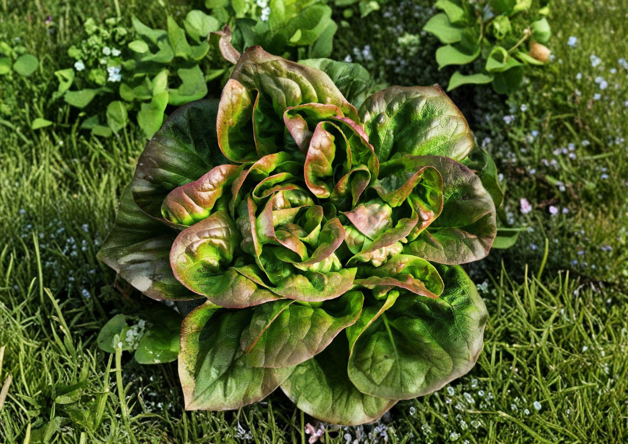 Bronze Mignonette Lettuce Seeds | Heirloom Butterhead Variety for Salads & Containers | Red Bibb Lettuce Seeds (1000 Seeds)