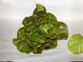 Bronze Mignonette Lettuce Seeds – 1000 Heirloom Butterhead Salad Green Seeds for Container & Small Gardens