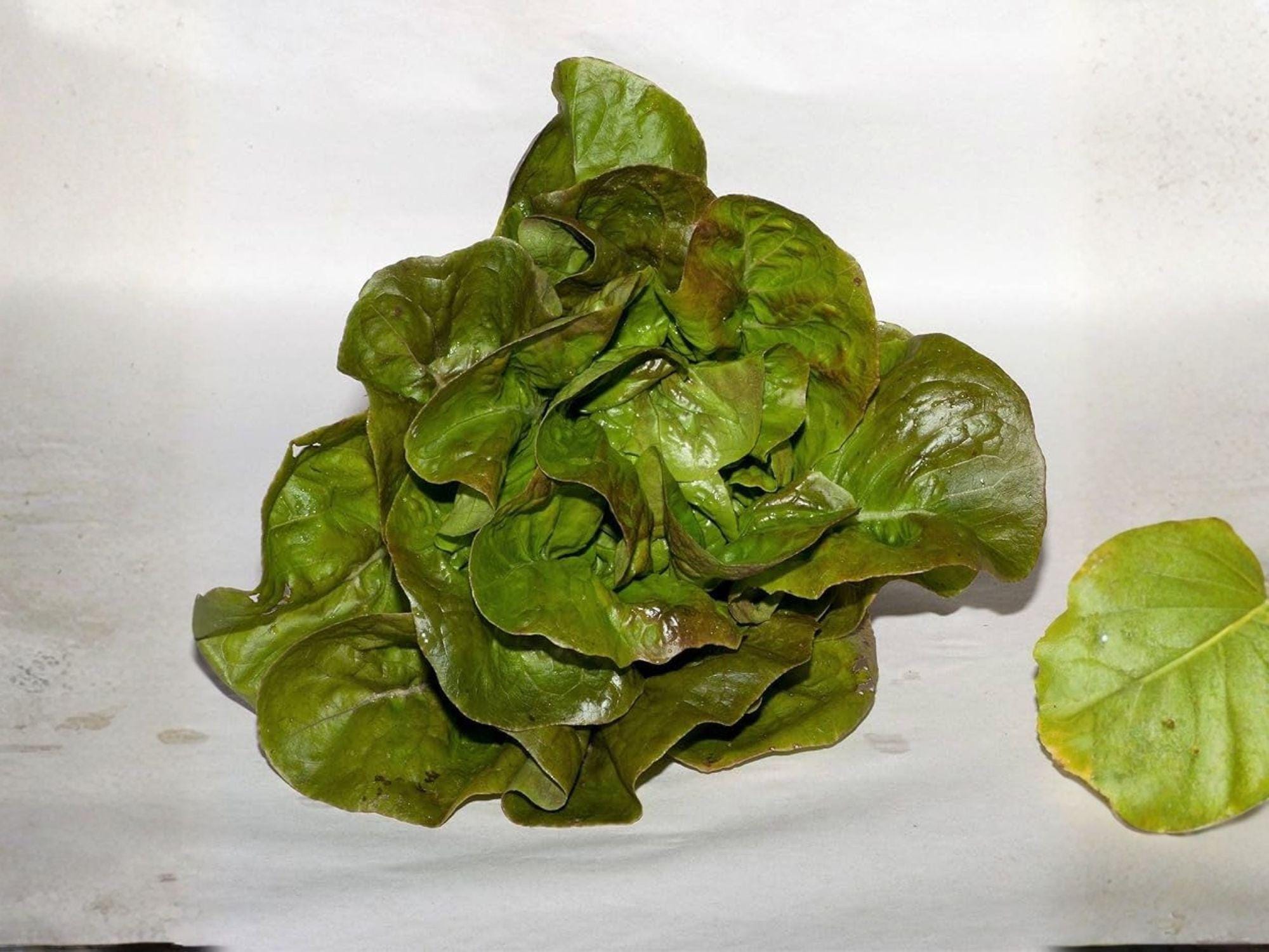 Bronze Mignonette Lettuce Seeds – 1000 Heirloom Butterhead Salad Green Seeds for Container & Small Gardens