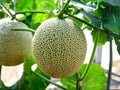 Hales Best Jumbo Melon Seeds – Heirloom Cantaloupe Seeds for Summer Garden, Large Fruiting Vine, Sweet Orange Flesh, 50 Pack