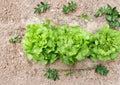 Bibb Butterhead Lettuce Seeds – Heirloom Non-GMO Vegetable Garden Greens, 1000 Seeds