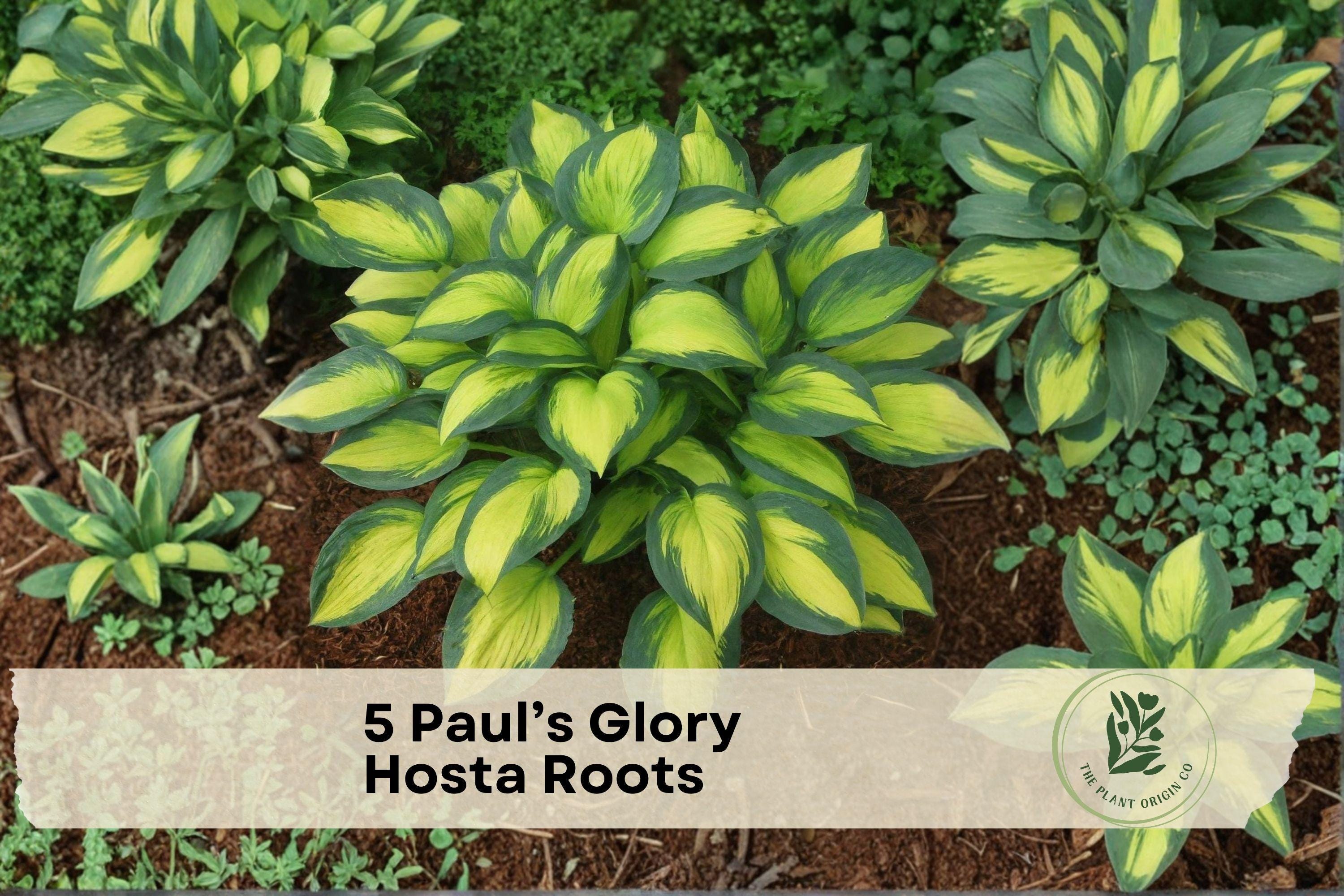 Paul’s Glory Hosta Roots - Variegated Shade Perennial with Blue-Green & Gold Foliage, Lavender Flowers, Herbaceous Plant