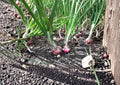 Red Burgundy Short Day Onion Seeds – Heirloom Vegetable for Warm Climates, Deep Red Bulbs, Mild Flavor, 50 Seeds
