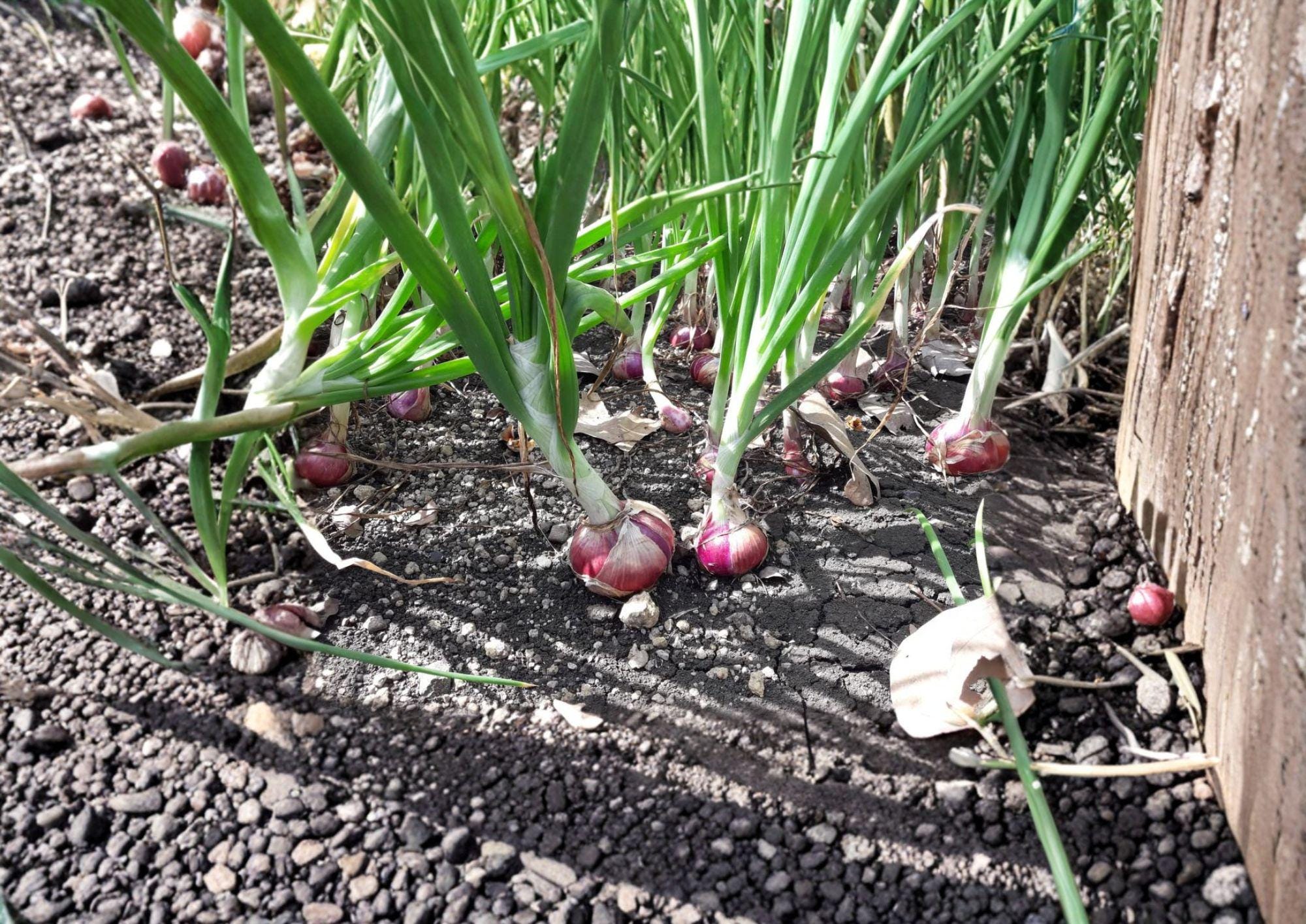 Red Burgundy Short Day Onion Seeds – Heirloom Vegetable for Warm Climates, Deep Red Bulbs, Mild Flavor, 50 Seeds