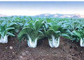Dwarf Pak Choi Seeds – Heirloom Baby Bok Choy, Compact Asian Greens, Fast Growing, Brassica rapa