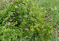 Dwarf Sugar Grey Snow Pea Seeds – Heirloom Compact Vegetable for Small Gardens, Cool Season Edible Pods, Premium Garden Seeds