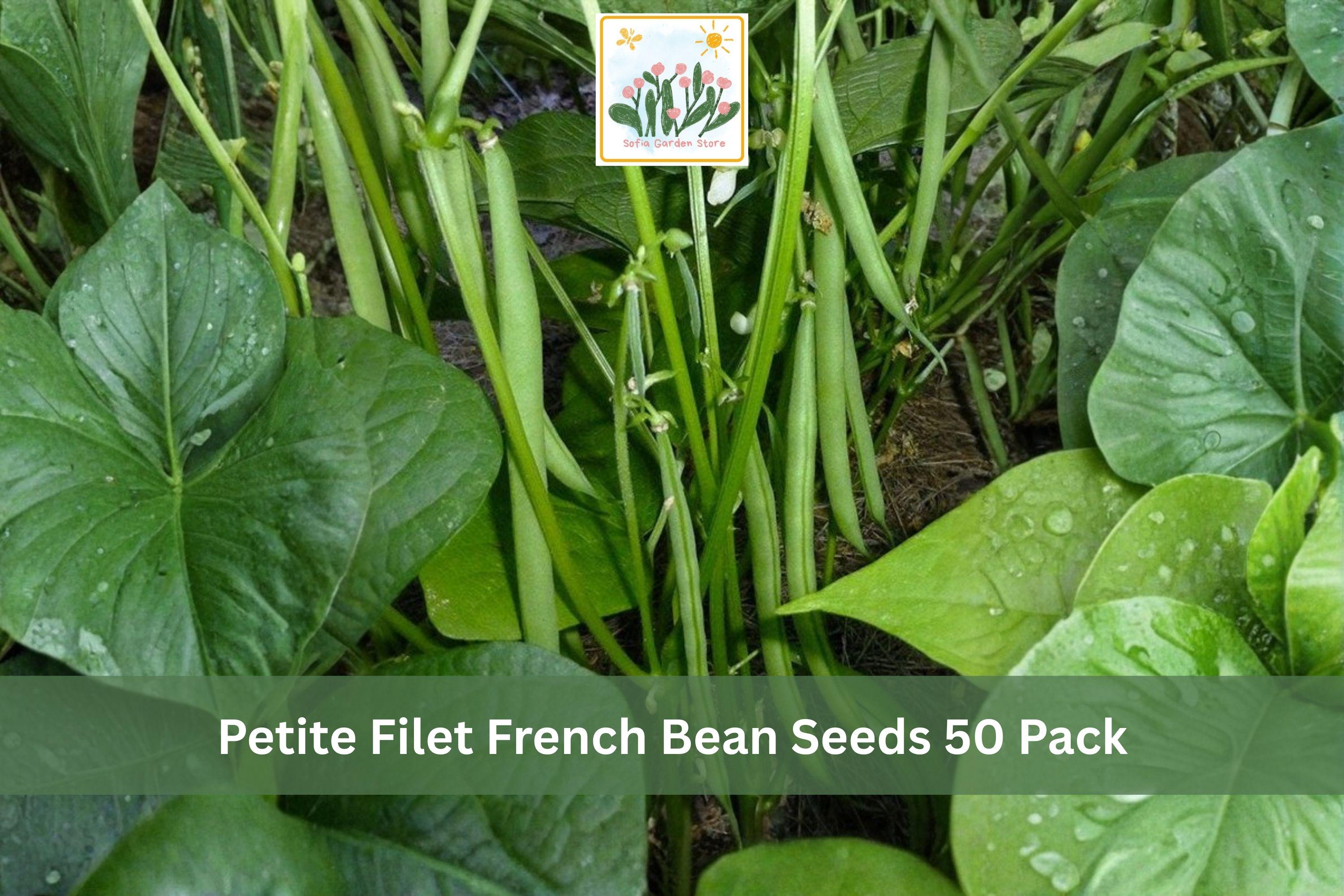 Petite Filet French Bean Seeds 50 Pack – Phaseolus vulgaris, Slim Green Gourmet Beans for Vegetable Gardens & Containers