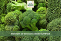 Waltham 29 Broccoli Seeds – Heirloom Brassica oleracea var. italica for Vegetable Gardens, Raised Beds, 500 Pack