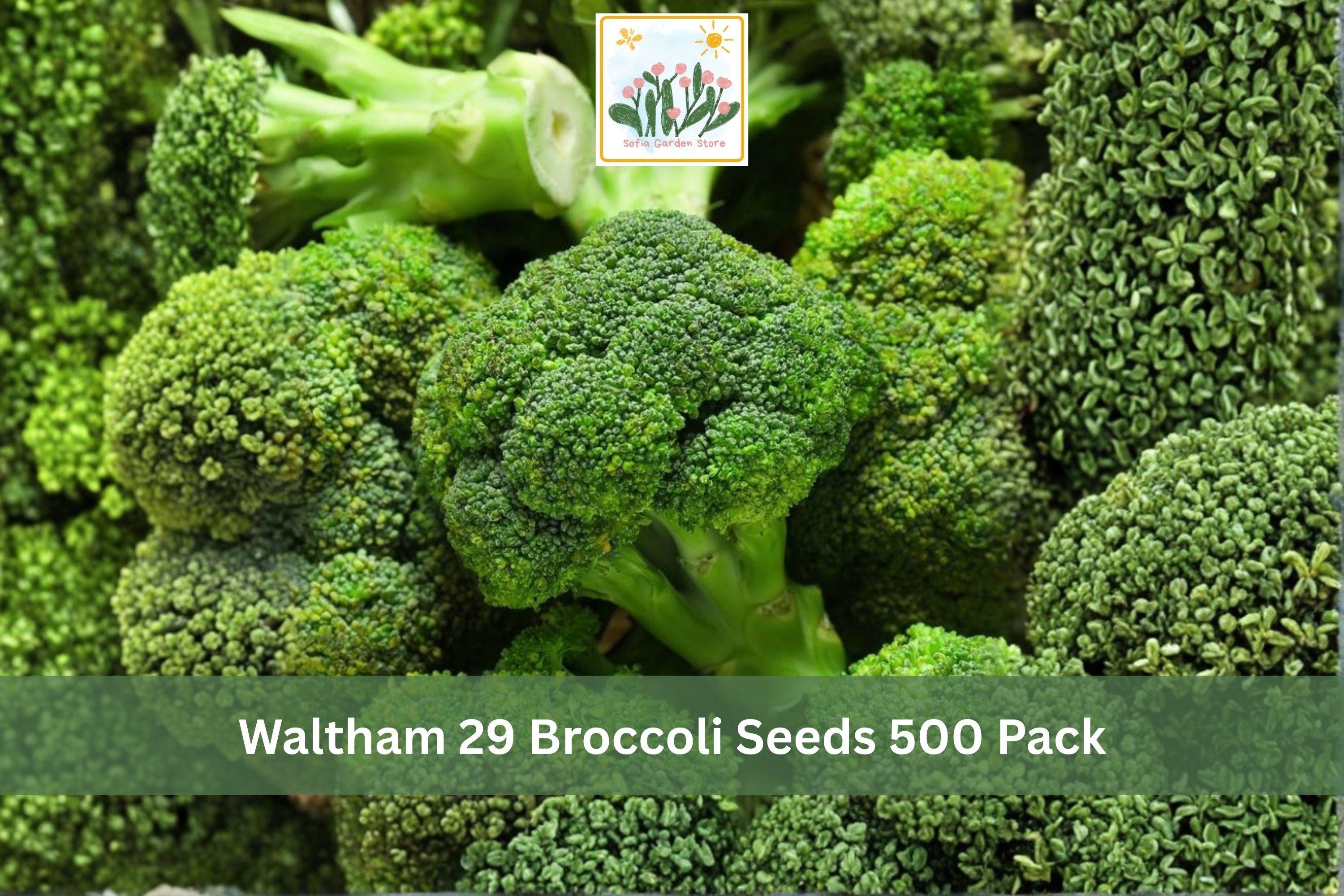 Waltham 29 Broccoli Seeds – Heirloom Brassica oleracea var. italica for Vegetable Gardens, Raised Beds, 500 Pack