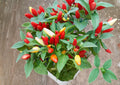 Chile Piquin Hot Pepper Seeds – 25 Heirloom Small Fiery Chili Seeds for Sauces, Dried Peppers & Mexican Cuisine
