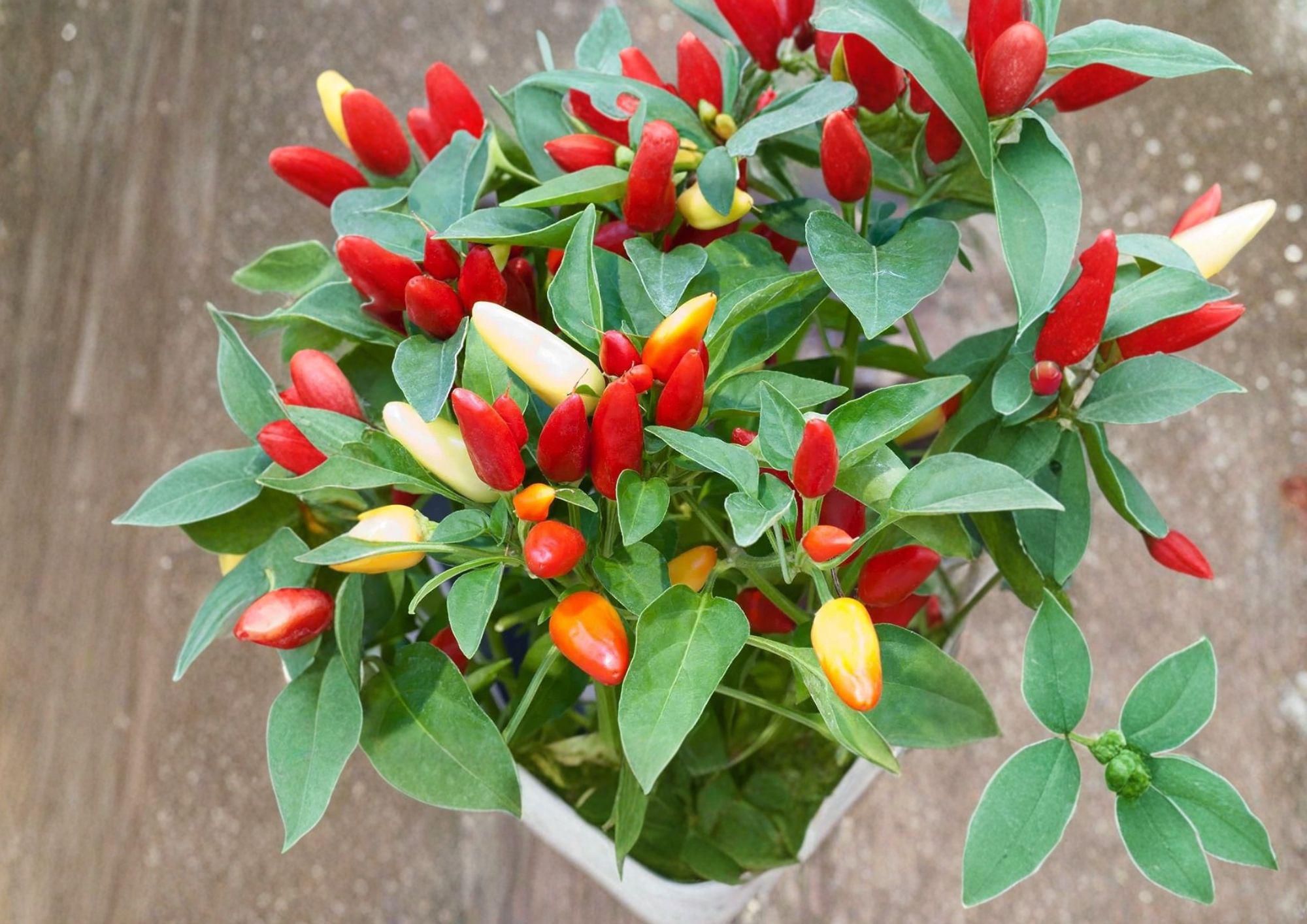 Chile Piquin Hot Pepper Seeds – 25 Heirloom Small Fiery Chili Seeds for Sauces, Dried Peppers & Mexican Cuisine