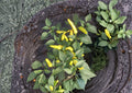 Hungarian Yellow Wax Pepper Seeds – 25 Heirloom Chili Vegetable Seeds, Medium Heat, Tapered Banana-Shaped Peppers, Capsicum annuum