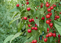 Large Cherry Hot Pepper Seeds – 25 Heirloom Chili Vegetable Seeds for Spicy Red Peppers, Capsicum annuum