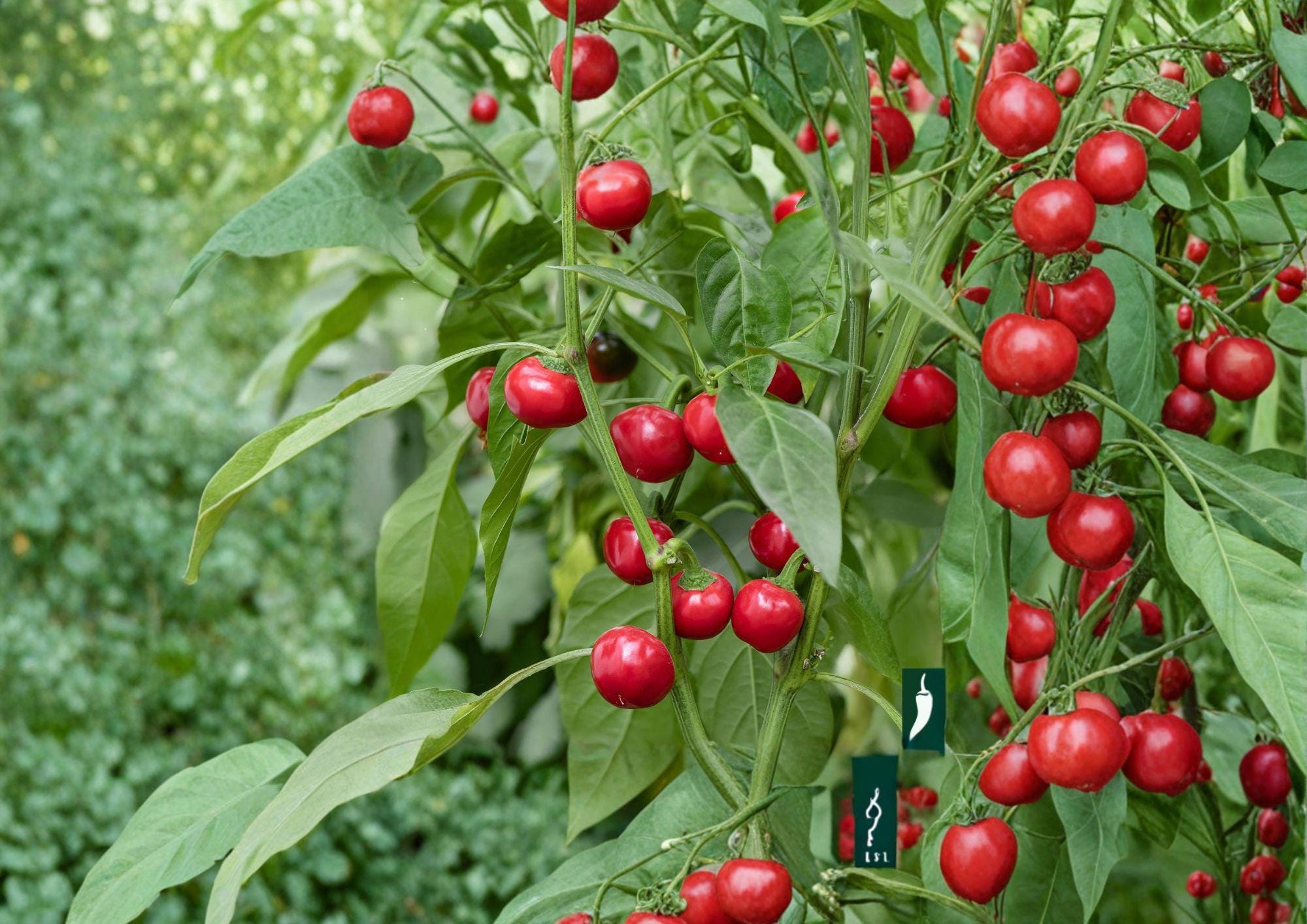 Large Cherry Hot Pepper Seeds – 25 Heirloom Chili Vegetable Seeds for Spicy Red Peppers, Capsicum annuum